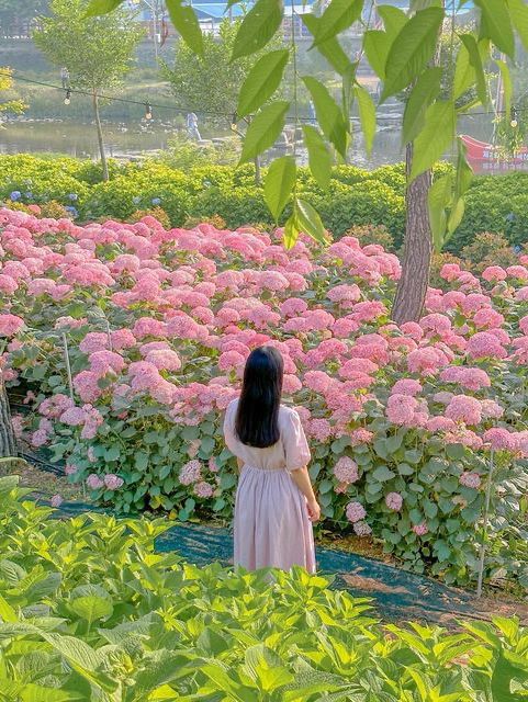 분홍 수국 물결 속으로 초대합니다💖