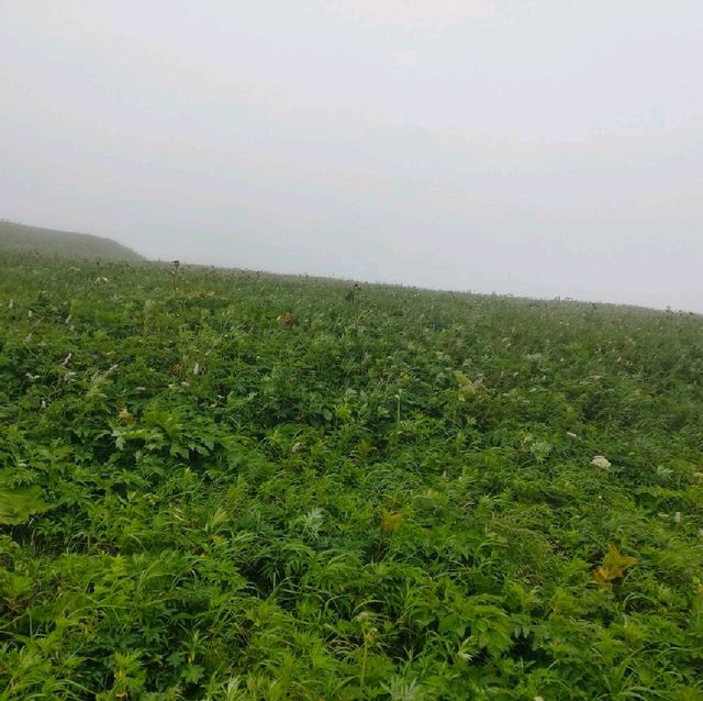 【礼文島】雨が降った時の北海道礼文島の楽しみ方☂