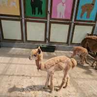 Have you walk an Alpaca?