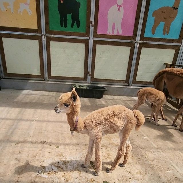Have you walk an Alpaca?