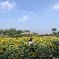 제주 해바라기 농장 ‘김경숙해바라기농장’
