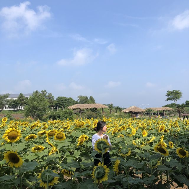 제주 해바라기 농장 ‘김경숙해바라기농장’