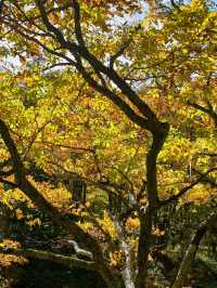 주젠지코,센조가하라트레킹 15km