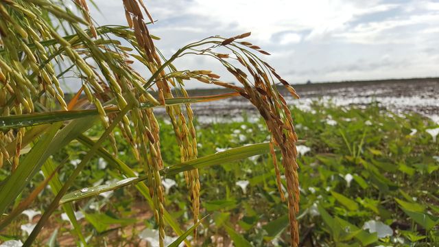  A DAY OUTING IN SEKINCHAN PADI FIELD