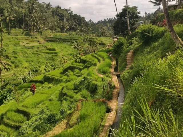 Breathtaking views at Tegallalang Rice Field