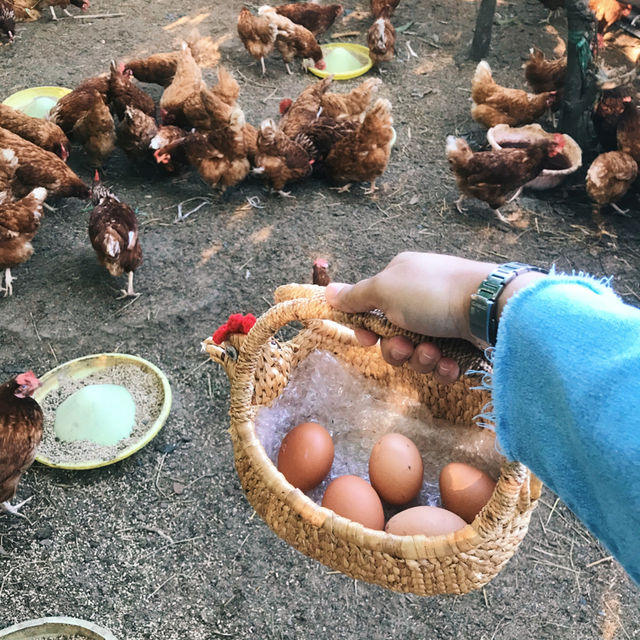 แช่อ่าง ดริปกาแฟ เก็บไข่ไก่สด