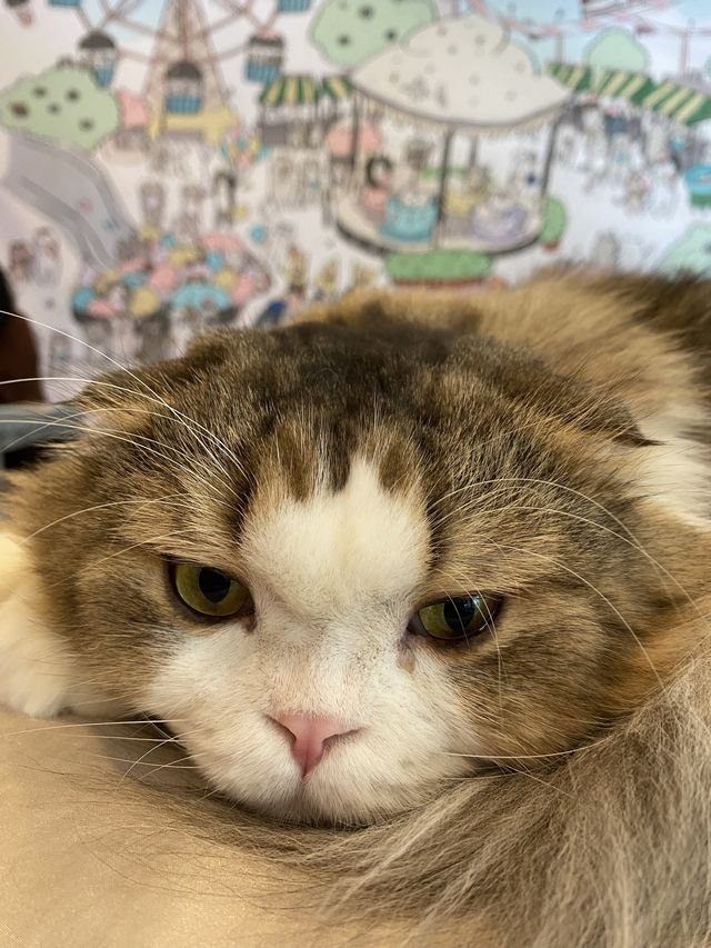 曼谷貓cafe 