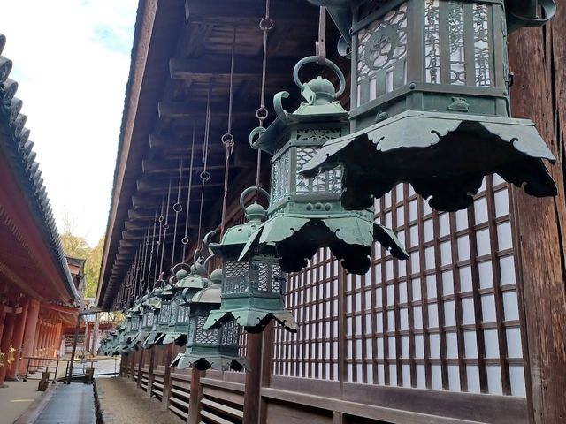 ดูใบไม้เปลี่ยนสีที่ศาลเจ้าตะเกียง Kasuga Taisha