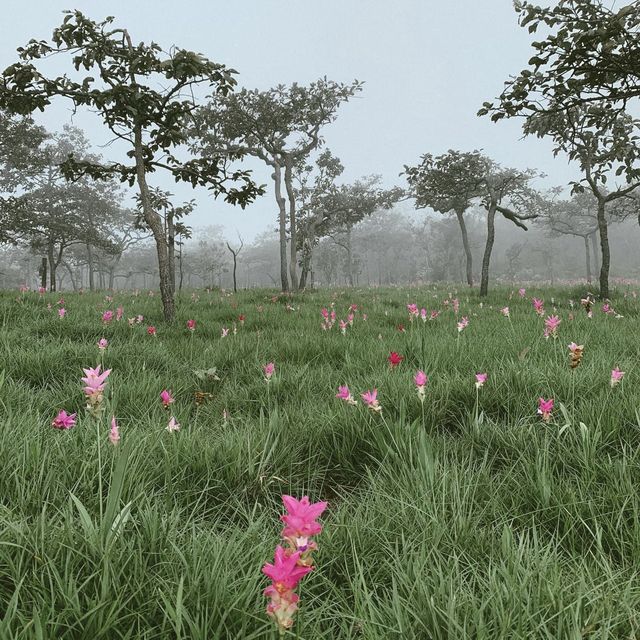 ทุ่งดอกกระเจียว ชมความสวยงามของดอกไม้แห่งหน้าฝน