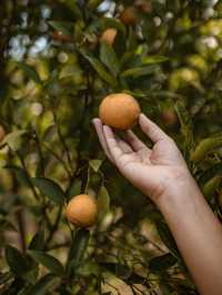 Jinju The Orange Farm สวนส้มที่ม่อนแจ่มฟีลเกาหลี🍊