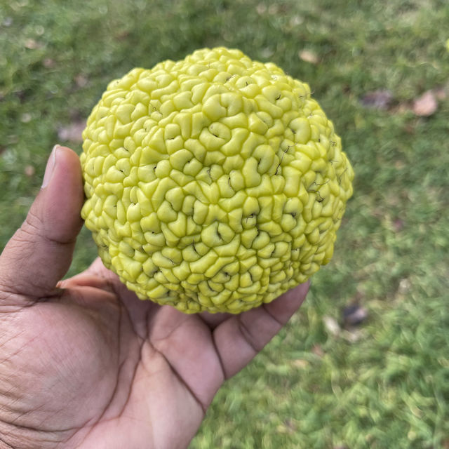 Not a tennis ball but a fruit 