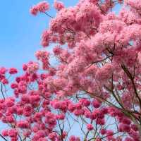 ✨深圳~公館南街~賞紫花風鈴木✨