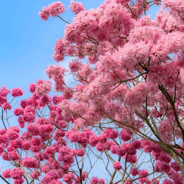 ✨深圳~公館南街~賞紫花風鈴木✨