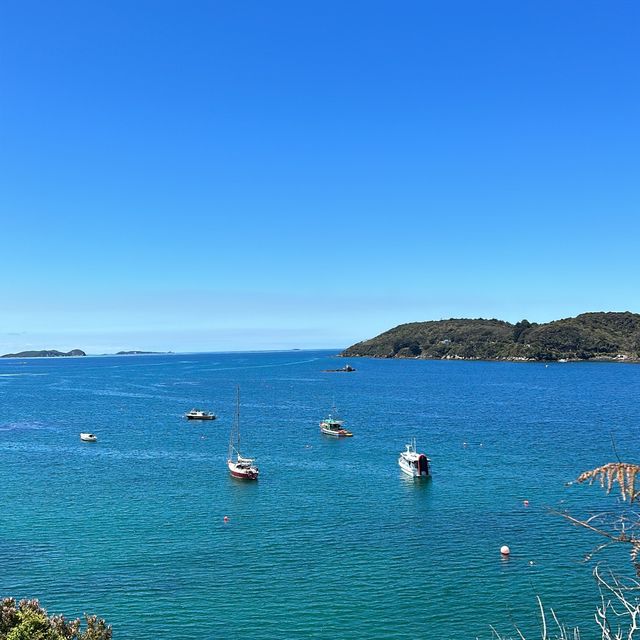 野生のキウイやオーロラが見れる！？ニュージーランド最南端の島🇳🇿