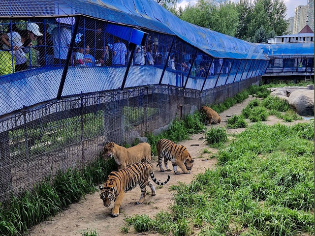 Siberia Tiger Park in Harbin