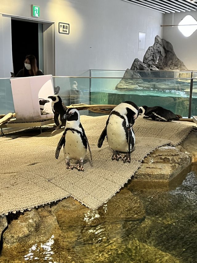 美術館…？いえ歴とした水族館です