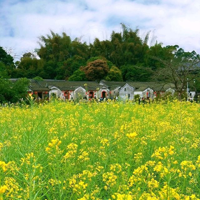 ✨深圳~龍華觀瀾~漫遊油菜花海✨
