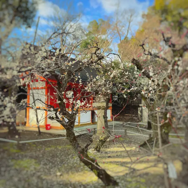 北野天満宮の桜と梅