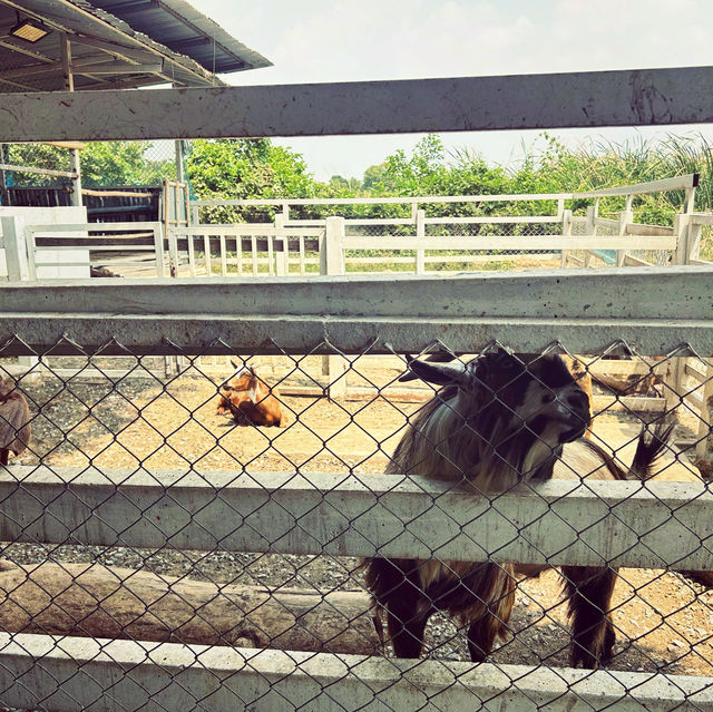 Moori Moori 🐮 Play Farm