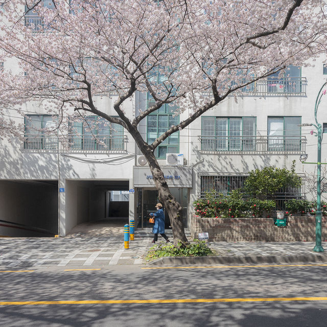 제주 최고의 벚꽃거리 전농로