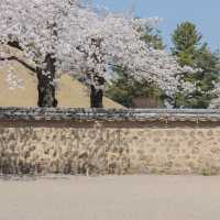경주 벚꽃명소 대릉원