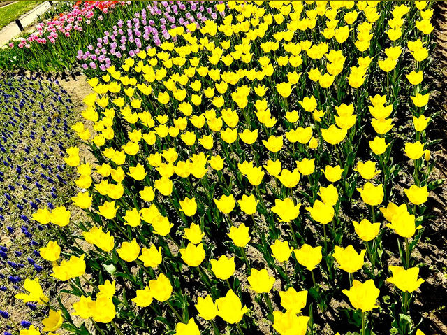 Tulip & Sunflower Garden 