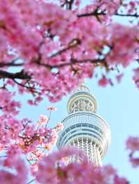 🌸絶対オススメ東京の桜スポット🌸東京スカイツリー