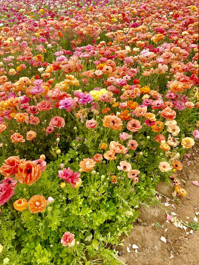 The Flower Fields