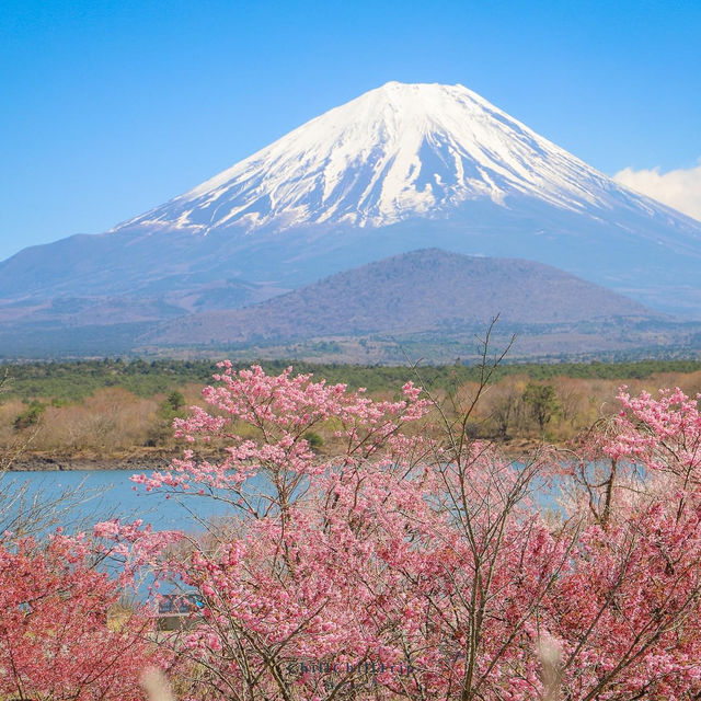 Lake Shoji 🌸