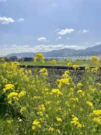 【うきはカフェ】目の前を列車が走る素敵カフェ