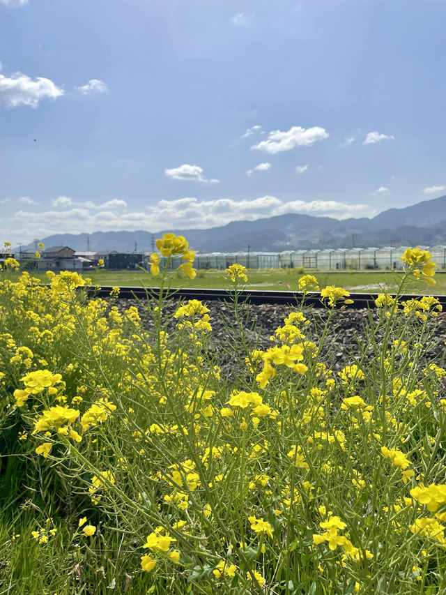 【うきはカフェ】目の前を列車が走る素敵カフェ