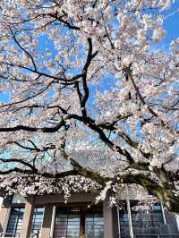 【愛知】名古屋市内でひと足早く桜しだれ桜が咲くお寺