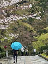 บานแล้ว ซากุระ ที่วัดน้ำใส Kiyomizu Dera เกียวโต