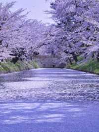 【青森・桜】その美しさ悶絶級🤩「やっば！えぐ！」しか出てこなくなる絶景🌸※アクセス攻略付き