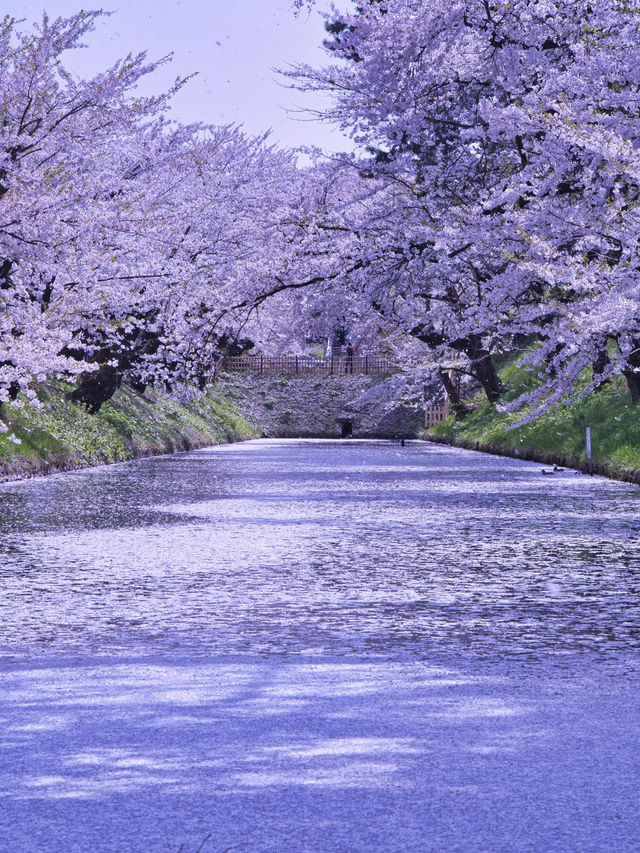 【青森・桜】その美しさ悶絶級🤩「やっば！えぐ！」しか出てこなくなる絶景🌸※アクセス攻略付き