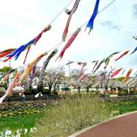 【大分市平和市民公園】桜とこいのぼり