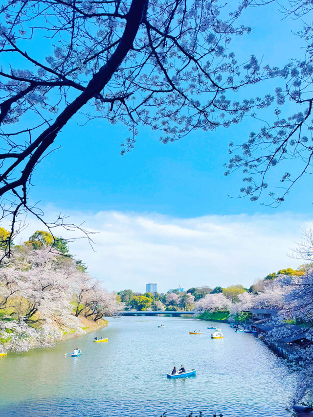 【東京・千鳥ヶ淵】王道!!大人気桜スポット