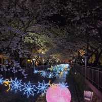 「餘佐川」日韓春天好去處，適合夜晚賞櫻