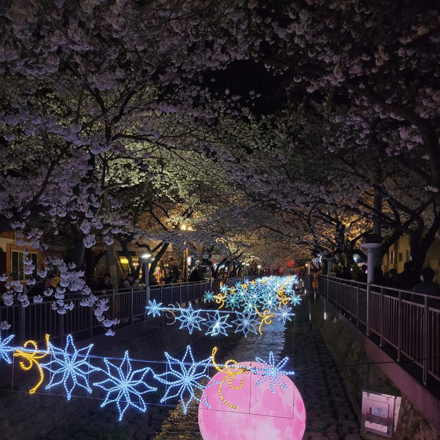 「餘佐川」日韓春天好去處，適合夜晚賞櫻