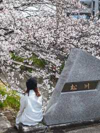 【富山】桜並木の下で遊覧船が行き交う絶景スポット