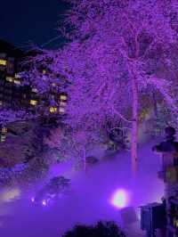 【東京】間もなく終了!!春の夜桜さんぽ