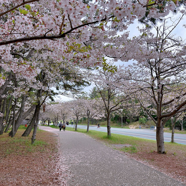 「海の中道海浜公園」春天賞花，適合一家大細玩足一日！