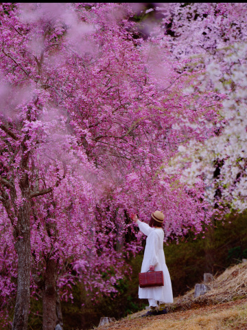ここは桃源郷🌸一度は訪れたい絶景🌸高見の郷🥰 | Trip.com 東吉野村