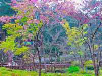 Cherry blossoms adorn the landscape🌸🌸🇹🇼