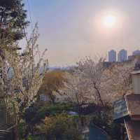 桜レポ🌸ソウル📍南山タワー