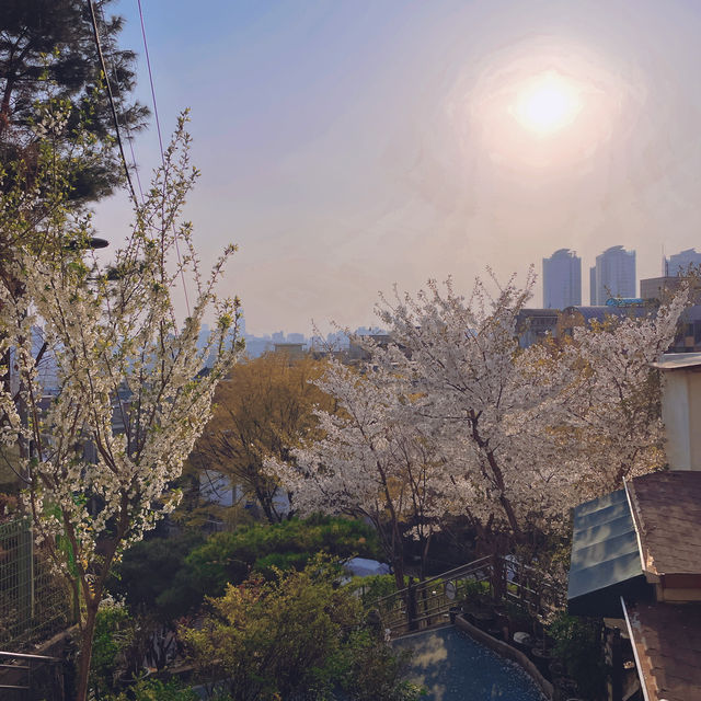桜レポ🌸ソウル📍南山タワー