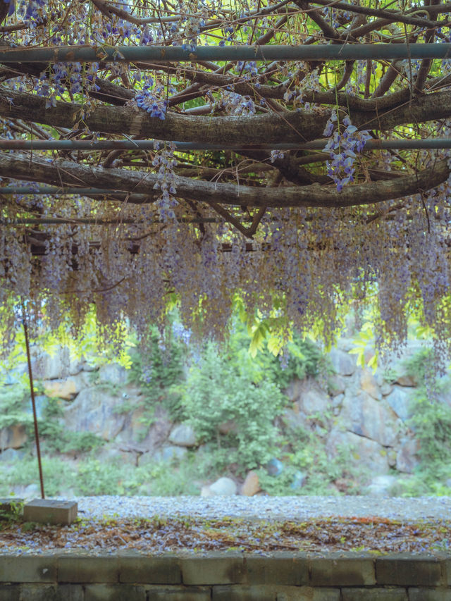 아직 유명해지지않은 보라색 등나무꽃 터널로 아름다운”물향기쉼터”