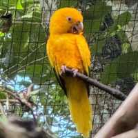 吉隆坡飛禽公園：熱帶鳥語花香，適合感受大自然生命力的理想場所