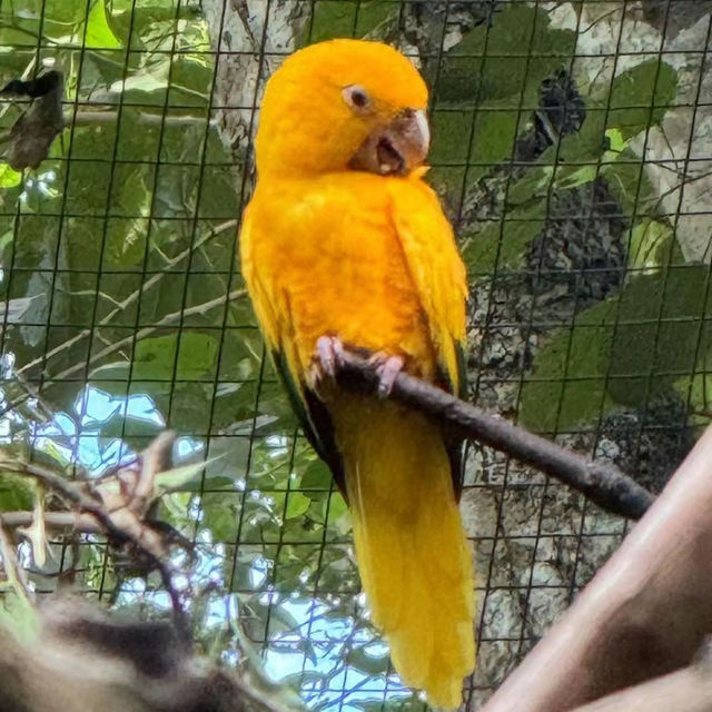 吉隆坡飛禽公園：熱帶鳥語花香，適合感受大自然生命力的理想場所