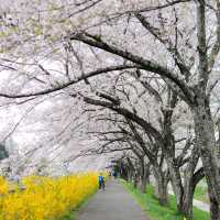 SAKURA HUNTING : SHIROISHI RIVER 